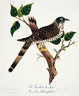 Cuculiformes: Cuculus sparverioides, large hawk-cuckoo
