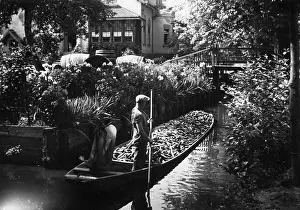 Spree: Cucumber harvest in Spreewald (Spree Forest)