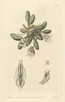 John Lindley: Cucumber orchid, Dendrobium cucumerinum