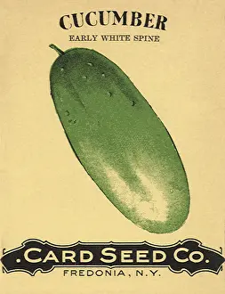 Cucumber: Cucumber Seed Packet
