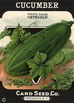 Cucumber: Cucumber Seed Packet