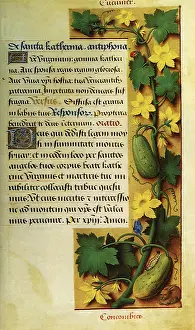 1505: Cucumber Vine