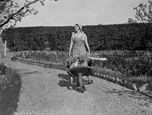 Cucumbers: CUCUMBER WHEELBARROW