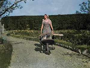 Cucumbers: CUCUMBER WHEELBARROW