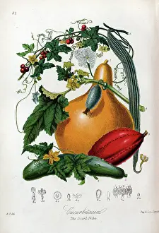 Cucumbers: Cucurbitaceae - Gourd
