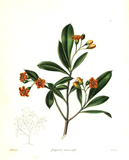 Nevitt: Cudjoe wood, Bonellia macrocarpa