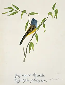 Bushby: Culicicapa ceylonensis, grey-headed canary-flycatcher