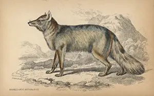 Magellanicus: Culpeo, Lycalopex culpaeus