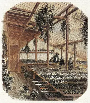 Glasshouse: Cultivating cacti, Paris 1857
