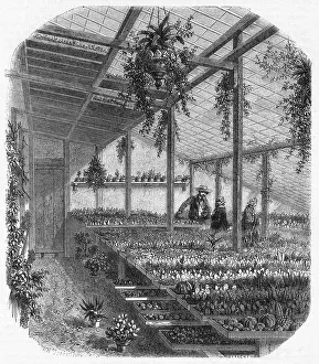 Cultivating: Cultivating cacti, Paris 1857