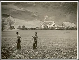 Lettuces: CULTIVATING LETTUCE