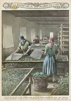 Cultivating: Cultivating Silk Worms