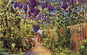 Grapevine: Cultivation of grapes, Madeira