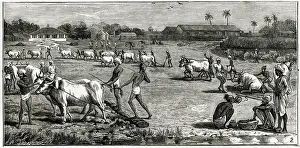 Indigo: Cultivation of indigo in India