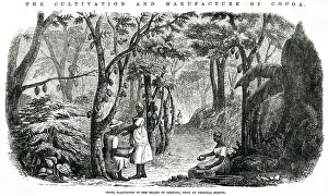 Planta: Cultivation and manufacture of cocoa 1855