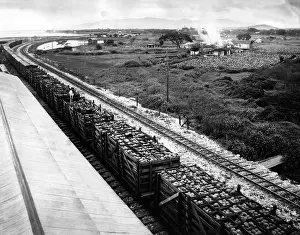 Canning: Cultivation of pineapple in Hawaii, 1926