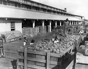 Canning: Cultivation of pineapple in Hawaii, 1928