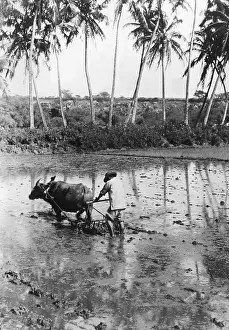 Plowing: Cultivation of rice in Hawaii, 1920s