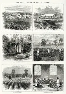 Plucking: The cultivation of tea in Assam