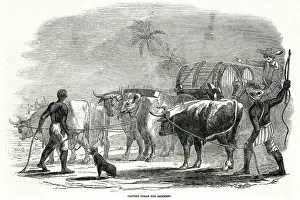 Carting: Cultivation in the West Indies 1849