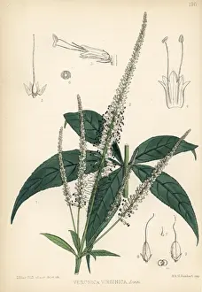 Physic: Culver's root or blackroot, Veronicastrum virginicum