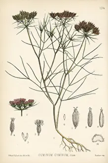 Cumin: Cumin, Cuminum cyminum