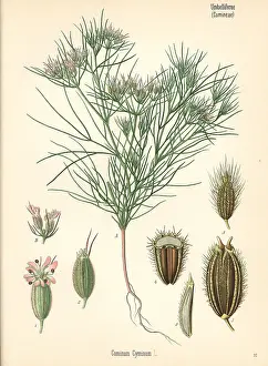 Cumin: Cumin, Cuminum cyminum