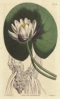 Nymphaea: Cup-flowered water lily with large white flower