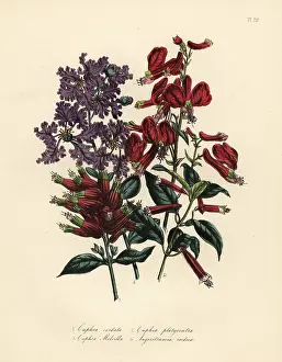 Handfinished: Cuphea and Lagerstroemia species
