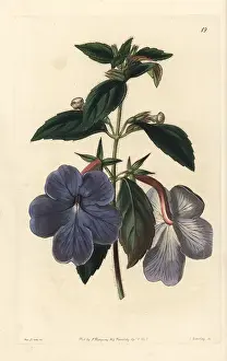 Longiflora: Cupid's bow, Achimenes longiflora