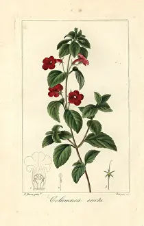 Bower: Cupid's bower, Achimenes erecta