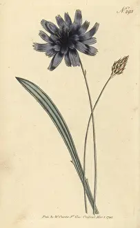 William Curtis: Cupid's dart, Catananche caerulea