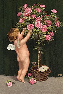 Youn: Cupid's Rosebush