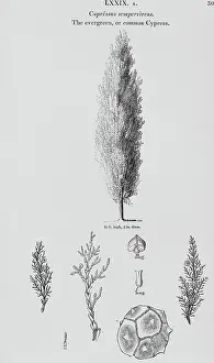 Cypress: Cupressus sempervirens, Italian cypress