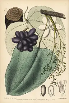 Hanhart: Curare, Chondrodendron tomentosum