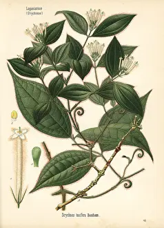 Kohler: Curare, Strychnos toxifera