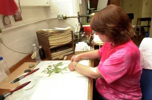 Curation: Curator working in Botany Department