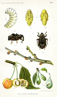 Pupa: Curculio - Insect - Agriculture - Plum