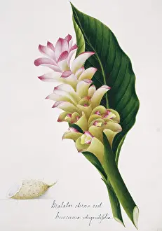 Malabar: Curcuma augustifolia, malabar arrowroot