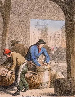 Herring: Curing herring by salting and packing into barrels