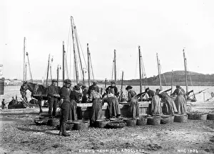 Curing: Curing Herrings, Ardglass