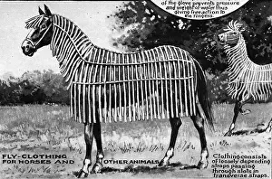 Bothered: Curiosities and ingenuities from the Patent Office