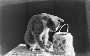 Whiskers: Curiosity