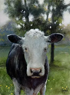 Buttercups: Curiosity ( A Cow's Face)