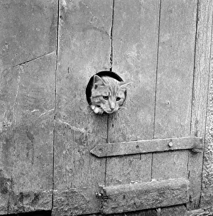 Cats: Curious Cat