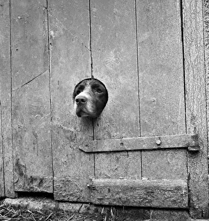 Outbuilding: Curious Dog