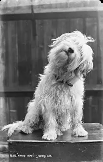 Shaggy: Curious Dog
