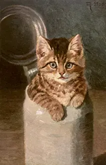Halfway: Curious Kitten