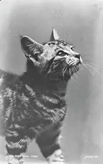 Whiskers: Curious Tabby Kitten