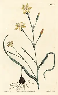 Moraea: Curled leaved moraea, Moraea crispa